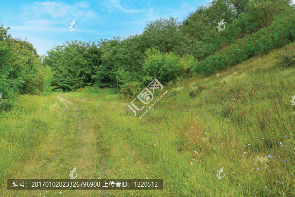 綠色草甸的夏季景觀；森林與藍(lán)天