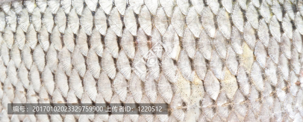 魚鱗紋理