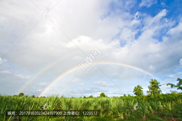 草地中的彩虹