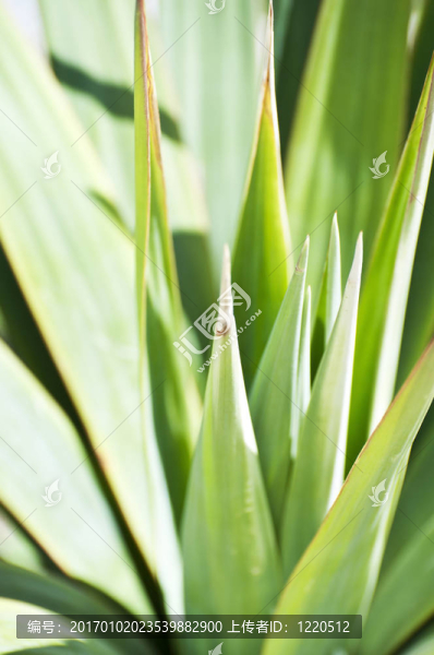 綠色植物