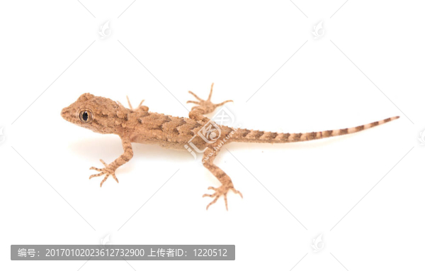 褐色斑點的壁虎爬行的白色隔離；從上方看