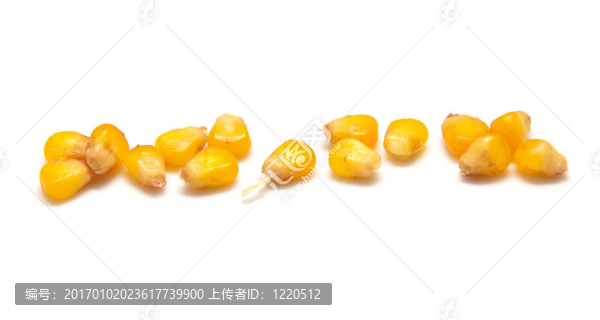 白底黃玉米粒