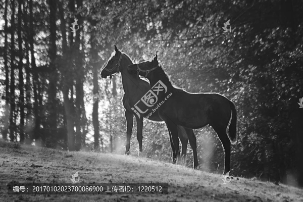 馬
