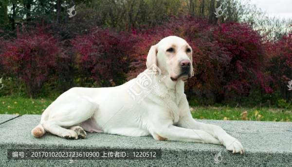 在公園構(gòu)成的拉布拉多犬
