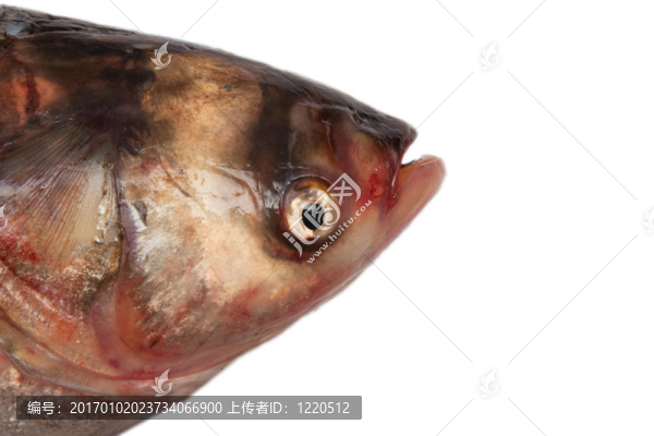 白底鰱