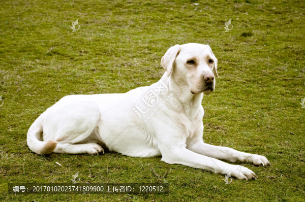 拉布拉多獵犬的休息綠地
