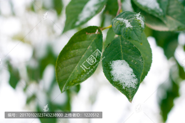 綠葉上的雪