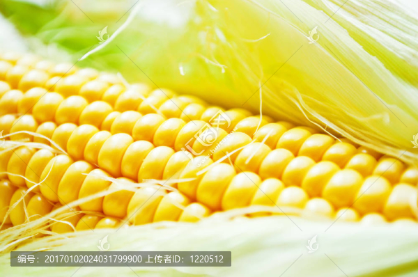 鮮玉米微距拍攝