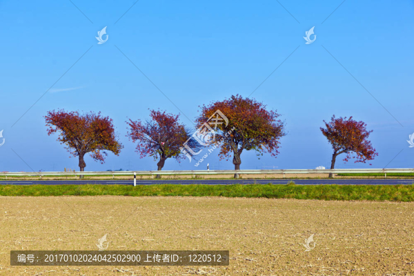 樹木景觀