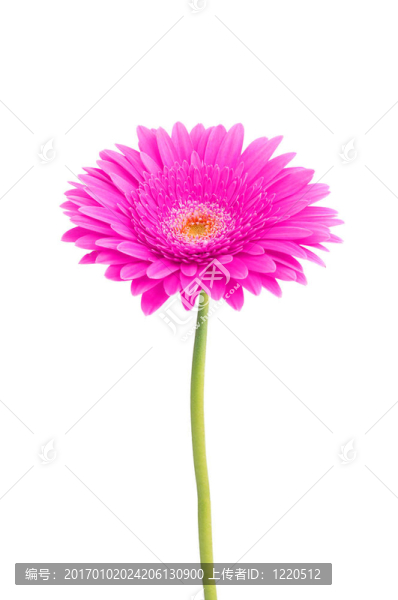 漂亮的粉色非洲菊雛菊孤立在白色背景