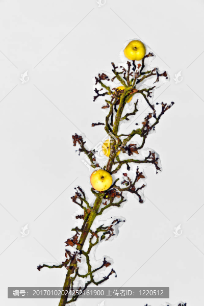 成熟的蘋果掛在樹枝上