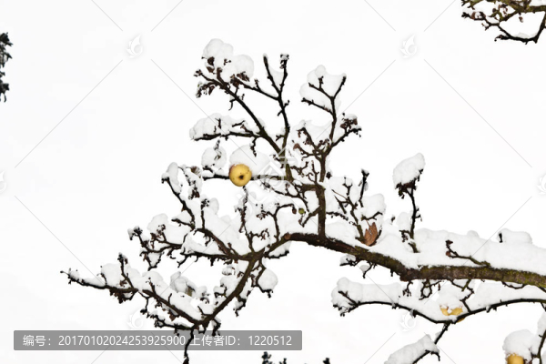 成熟的蘋(píng)果掛在樹(shù)枝上