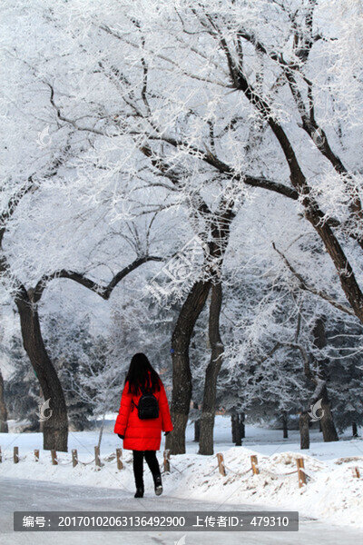 霧凇,冬天,雪景,玉樹瓊枝