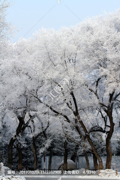霧凇,冬天,雪景,玉樹瓊枝,冰