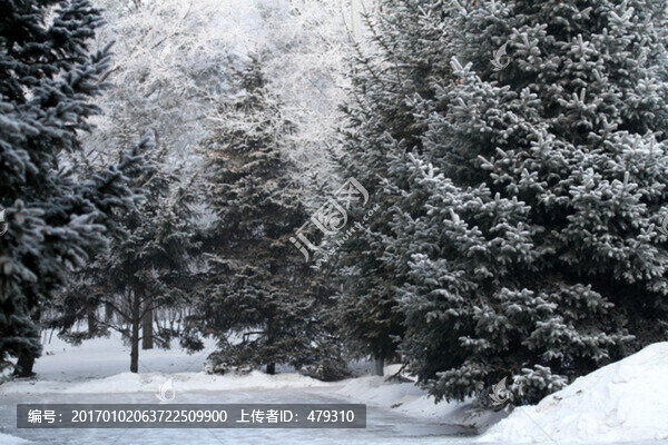 霧凇,冬天,雪景