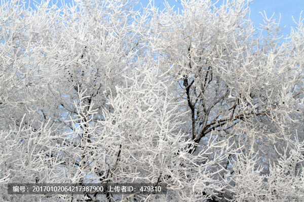 霧凇,冬天,雪景,玉樹瓊枝