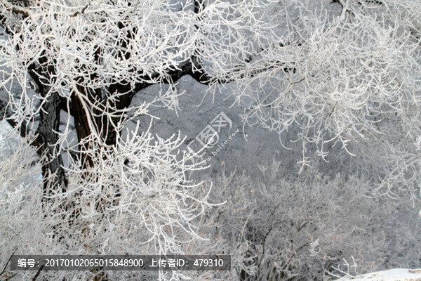 霧凇,冬天,雪景,玉樹瓊枝