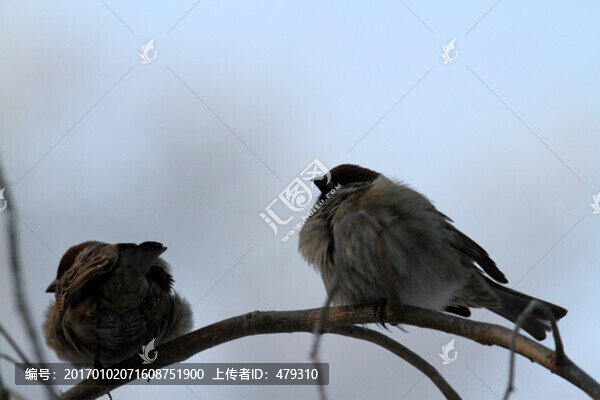 麻雀,鳥,動(dòng)物,翅膀