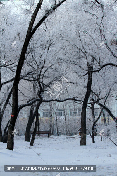 霧凇,冬天,雪景
