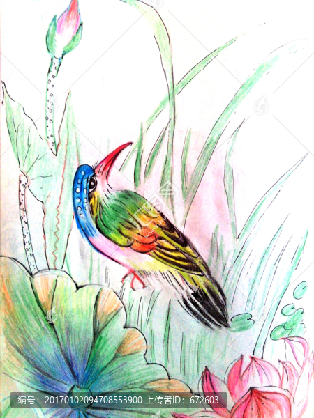 彩鉛畫花鳥