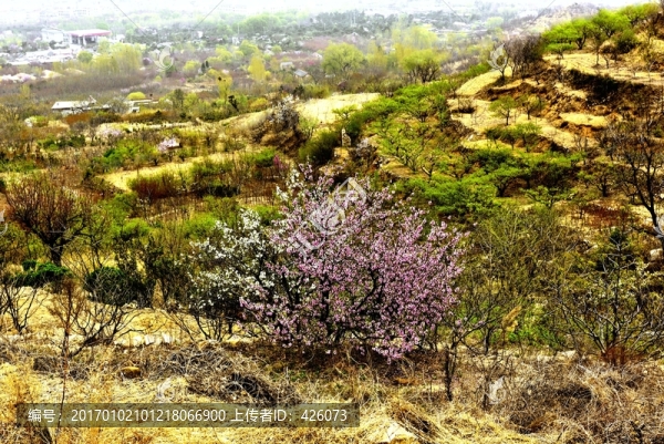 杏花山村