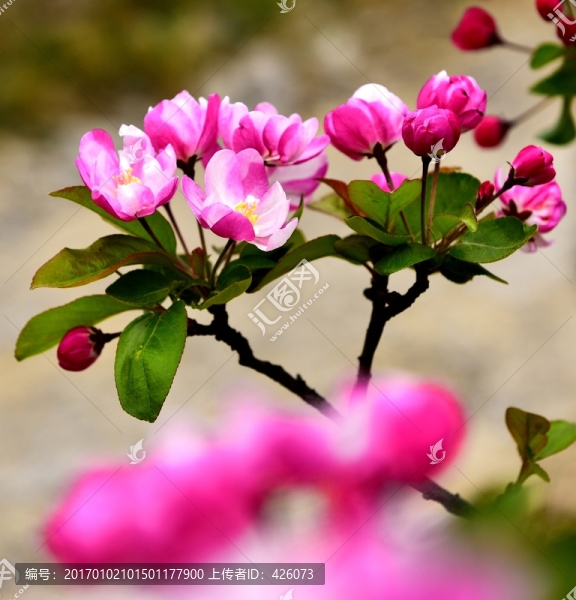 嬌媚海棠花