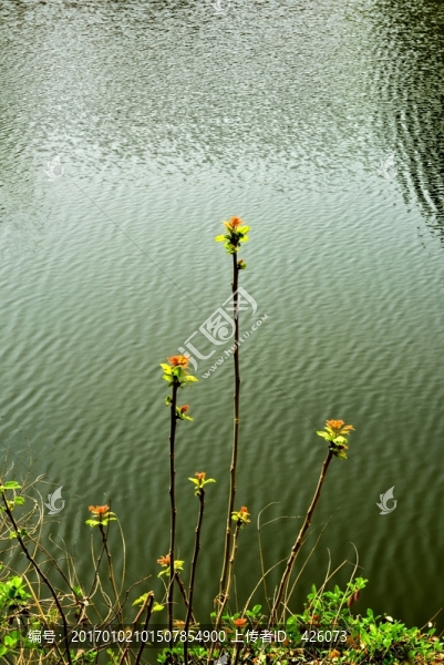 湖畔春芽報(bào)春