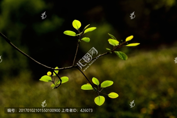 黃櫨新葉