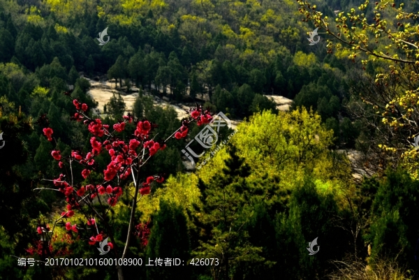 大山春天
