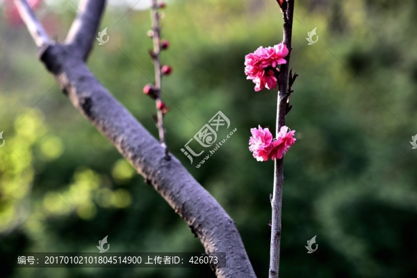 梅花