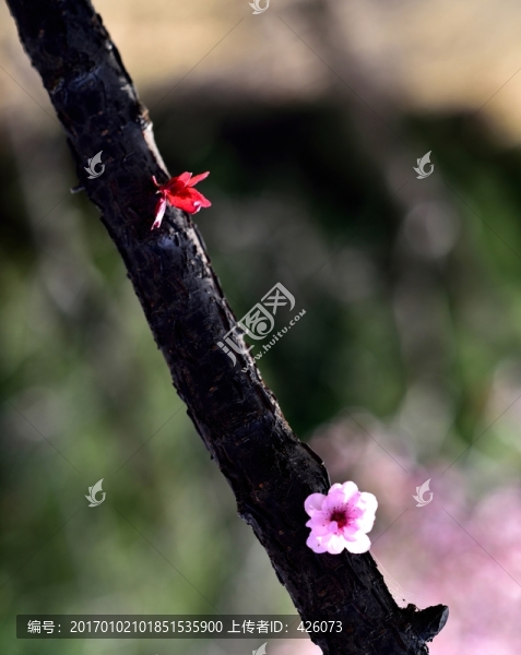 梅花