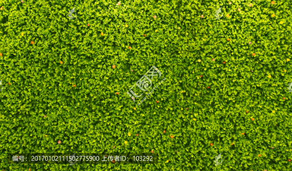 綠色植物墻