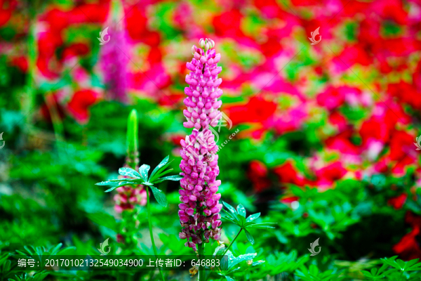 花