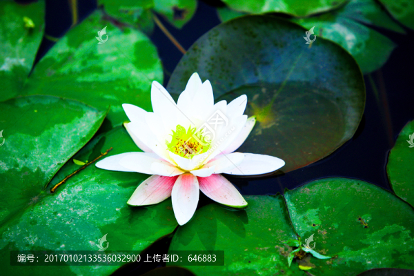 荷花