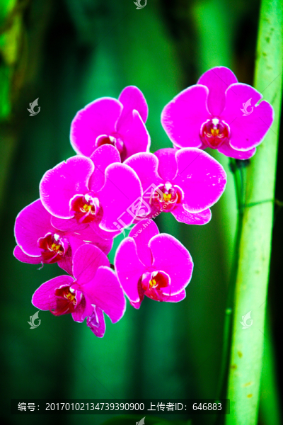 花