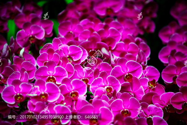 花