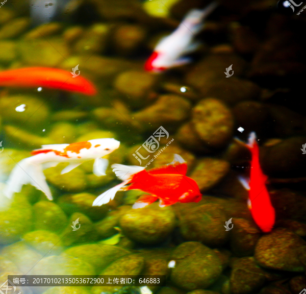 魚