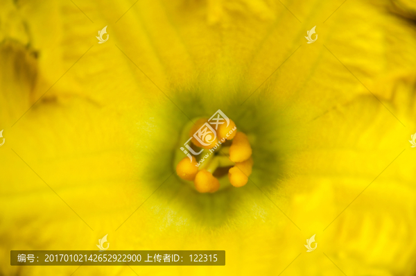 花蕊