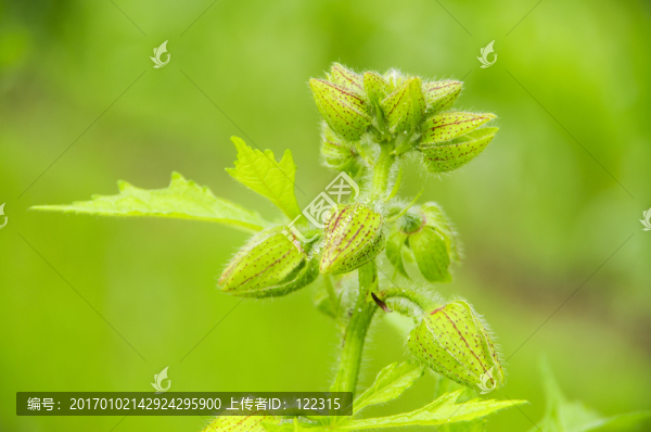 漏蘆花蓓蕾