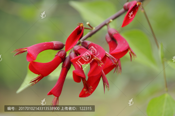 象牙紅
