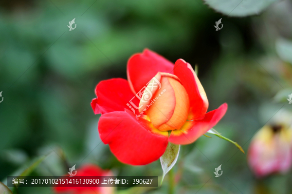 玫瑰花