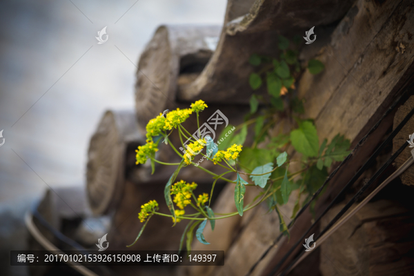 小花