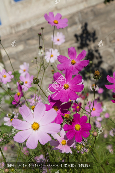 波斯菊
