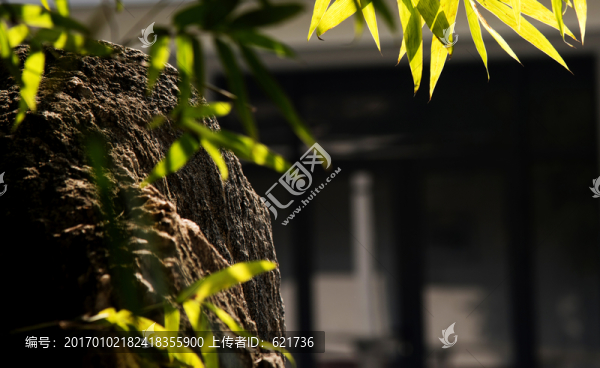 陽(yáng)光下的竹葉