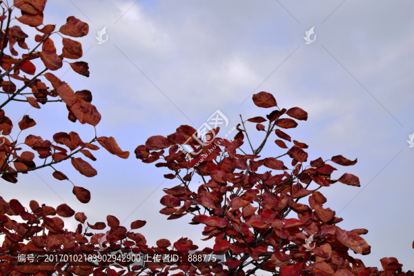 黃櫨樹紅葉攝影圖