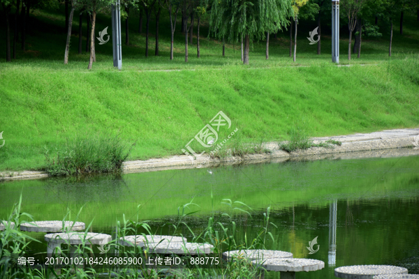綠色的水面和草地