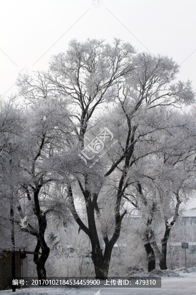 霧凇,冬天,TIF格式