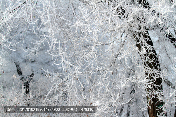 霧凇,冬天,TIF格式