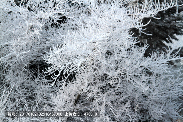 霧凇,冬天,TIF格式