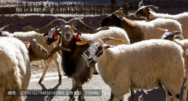 羊群,滇藏線-匯圖網(wǎng) www.fosd68.com 羊群,滇藏線